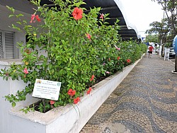 Canteiros da Santa Casa estão chamando atenção da população por sua beleza e bons cuidados